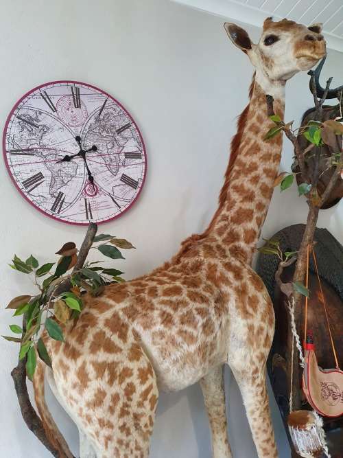 GIRAFFE TAXIDERMY